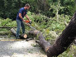 Professional Tree Services in Heber Springs, AR